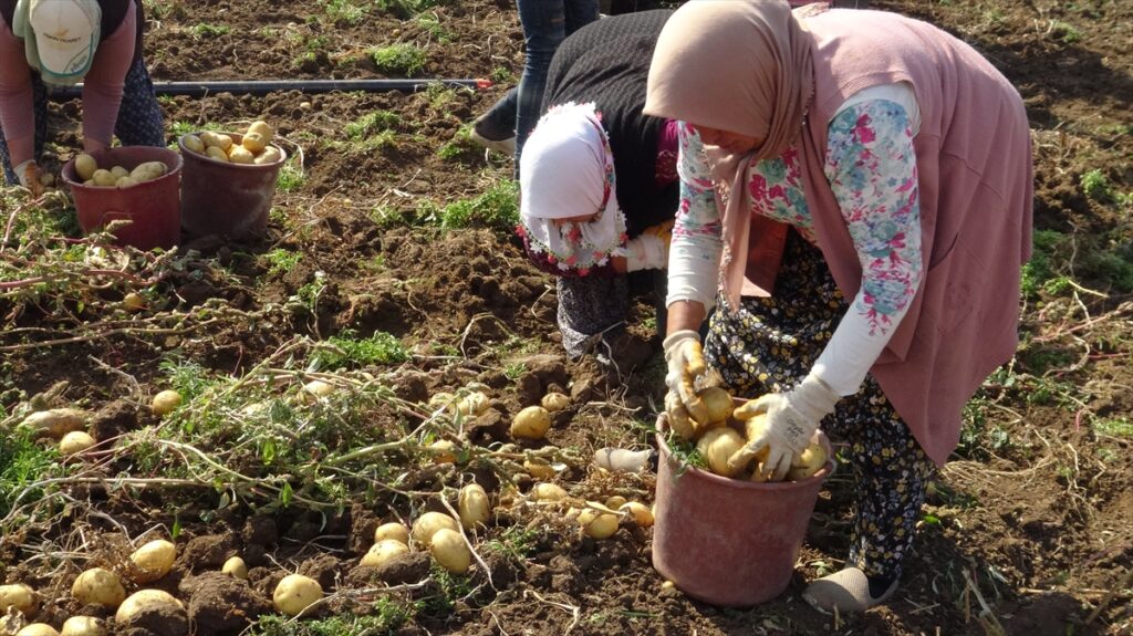 Afyonkarahisar'da ikinci ekim patates hasadı devam ediyor