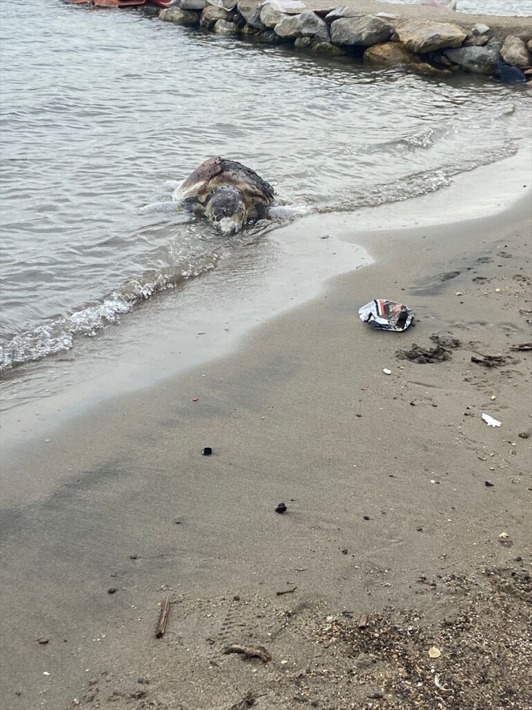 Bodrum’da ölü caretta caretta kıyıya vurdu