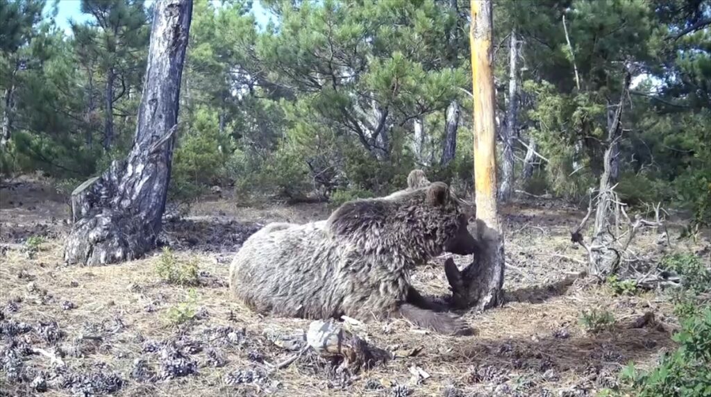 Kütahya’da boz ayının kaşınma keyfi fotokapanlarla görüntülendi
