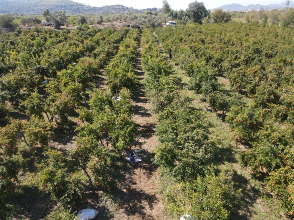 Muğla'da yetiştirilen nar yurt dışında alıcı buluyor