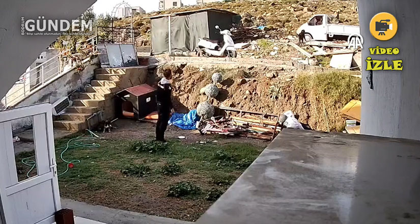 Kamyonet sürücüsünün köpeğe sert cisimle vurması kamerada