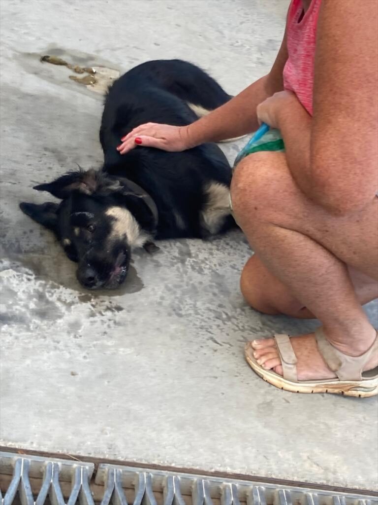 Bodrum’da 3 köpeğin zehirlenerek öldürüldüğü iddiası