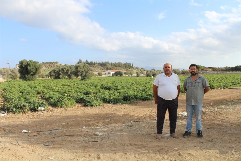 Muğla Datça'da güz domatesi hasadına başlandı