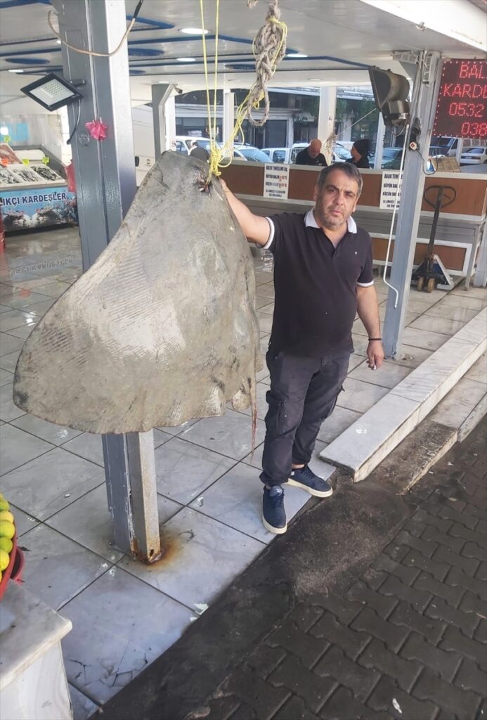 Balıkçıların ağına 120 kilogramlık vatoz takıldı