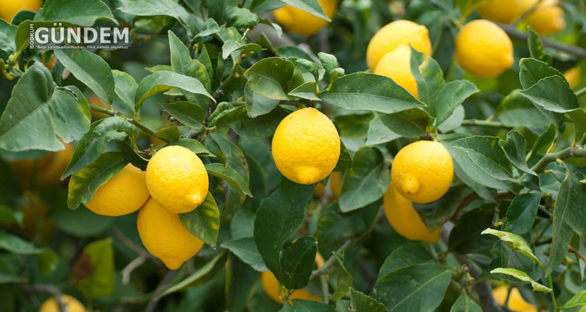 Üretici İle Market Arasındaki Fiyat Farkı Yüzde 683 ile En Fazla Limonda
