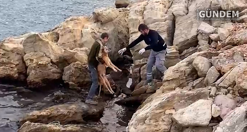 Bodrum Belediyesi, Can Dostları İçin Başarılı Kurtarma Operasyonuna İmza Attı