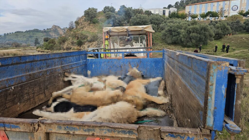 Aydın'da tilki ve köpeklerin zehirlendiği iddiası inceleniyor
