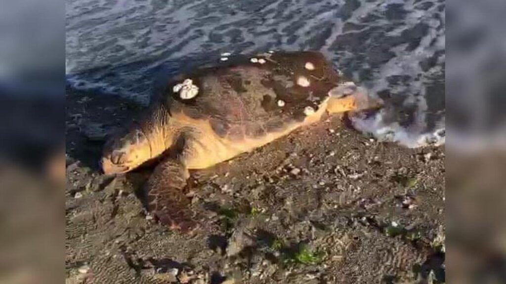 Sahilde ölü caretta caretta bulundu