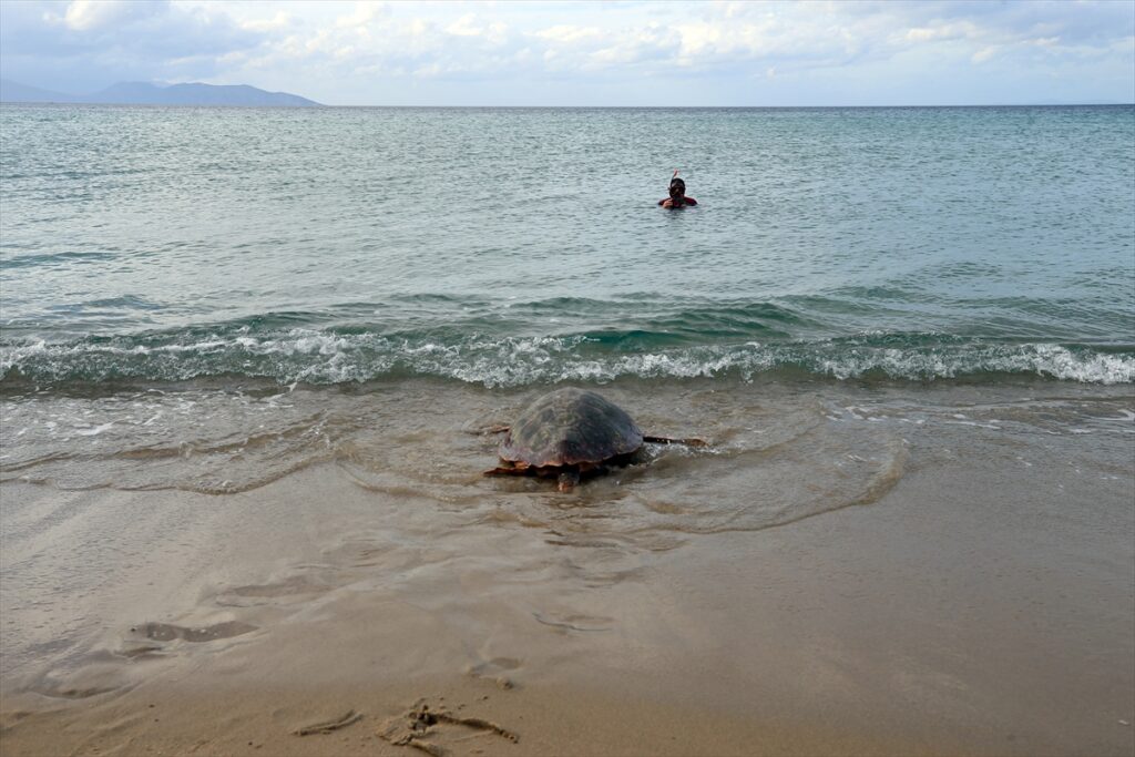 Kuşadası'nda tedavileri tamamlanan 3 caretta caretta denize bırakıldı