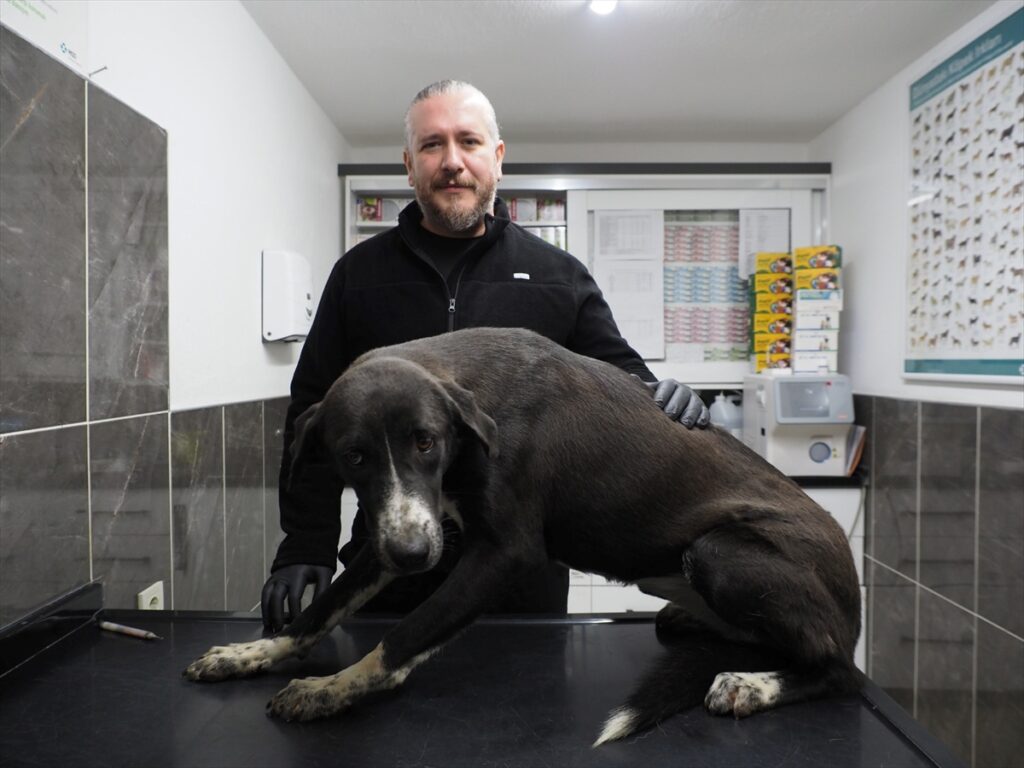 Sultanhisar'da sahipsiz köpek sorununu çözmek için kısırlaştırma çabaları
