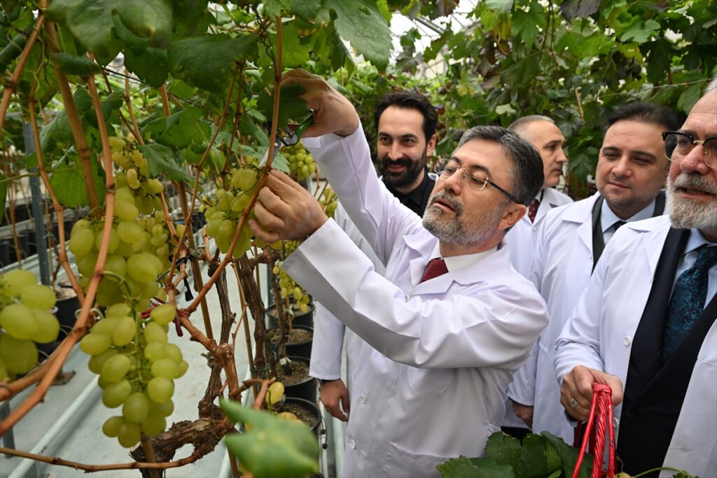 Tarım ve Orman Bakanı İbrahim Yumaklı, Manisa'da serada üzüm kesti