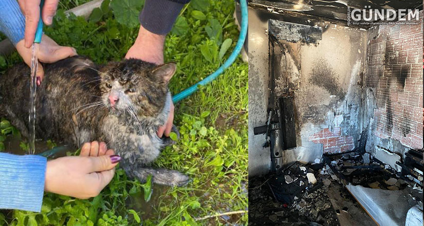 2 kedi yangından yaralı kurtarıldı