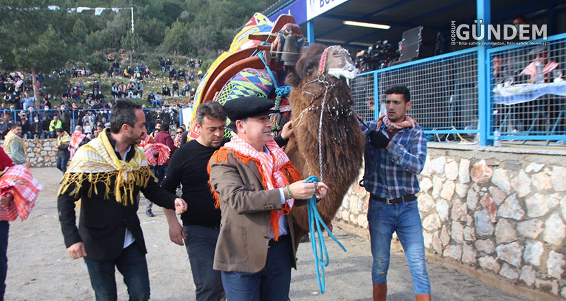 Bodrum Deve Güreşi Festivali için Geri Sayım