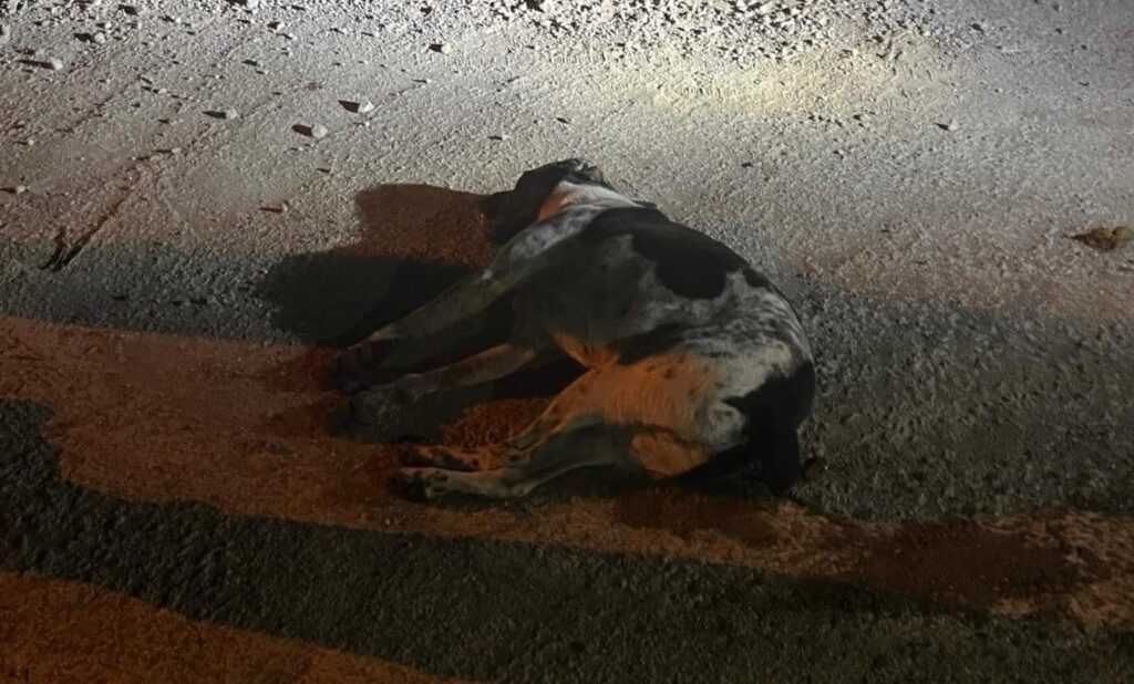 Bodrum’da kedi ve köpekler zehirlendi