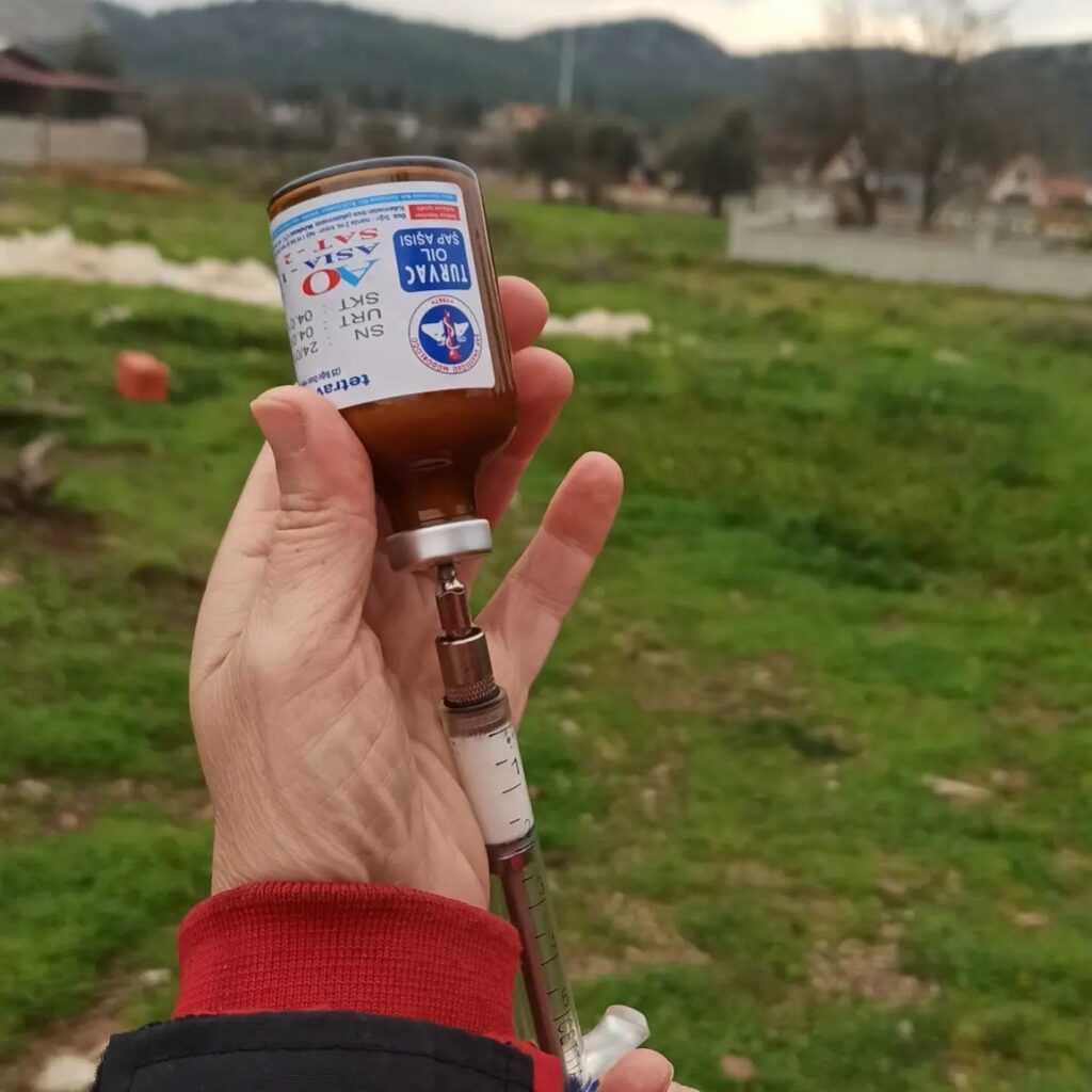 Fethiye’de şap hastalığı ile mücadele sürüyor