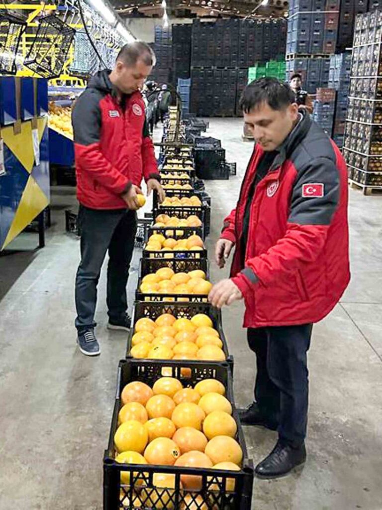 Ortaca’dan portakallar yola çıktı