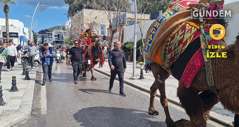 Hafta sonu arenada güreşecek develer meydana indi