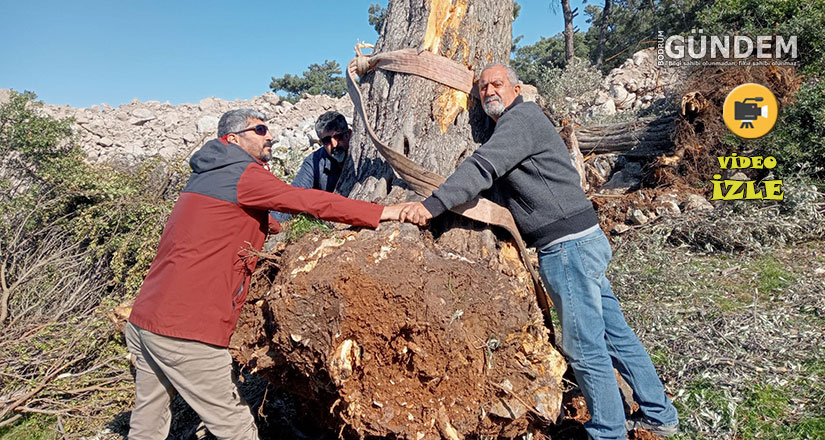 Gölköy’de 500 yıllık zeytin ağaçlarının katliamı
