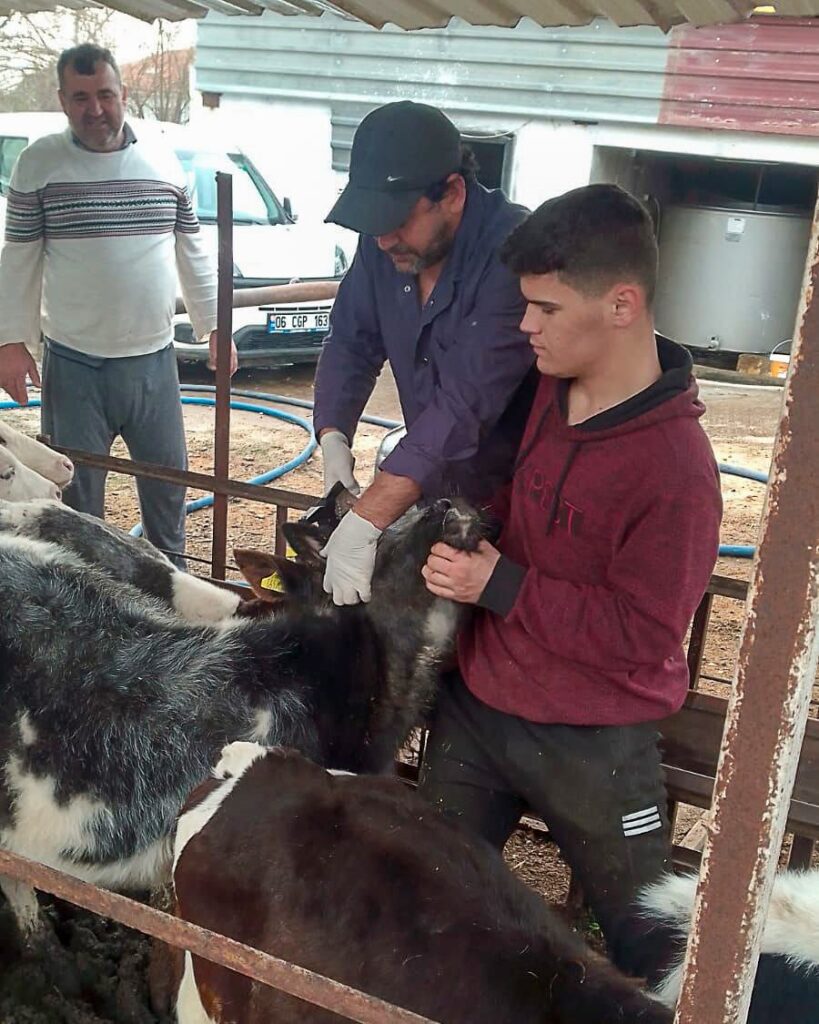 Güzelyur’ta aşılama çalışmaları tamamlandı