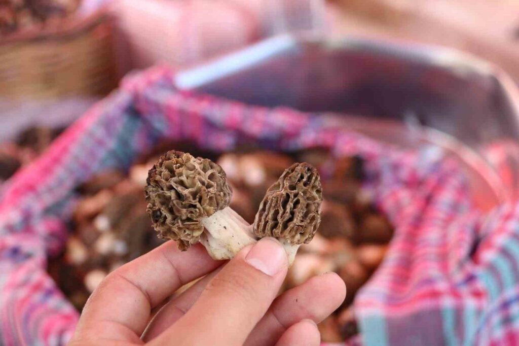 Kuzugöbeği Mantarı Bin 500 liradan satıldı