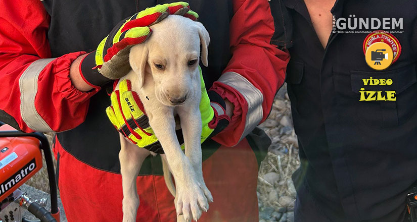 Tel kafese kafası sıkışan yavru köpek kurtarıldı