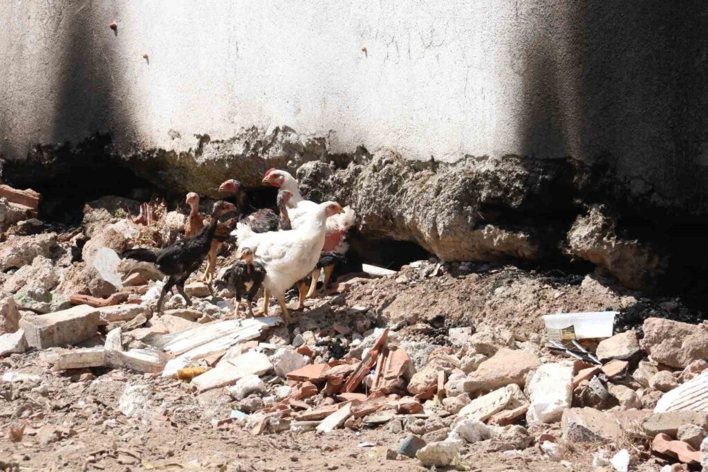 Fethiye’de ’piton’ nöbeti