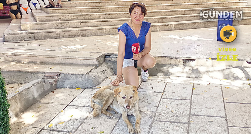 Sokak Köpekleri Uyutulmalı mı? SOKAK RÖPORTAJI