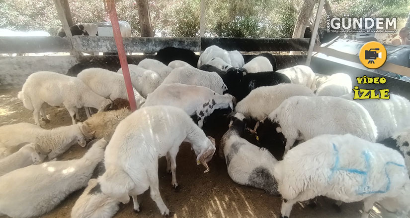 Bodrum’da kurbanlık fiyatları