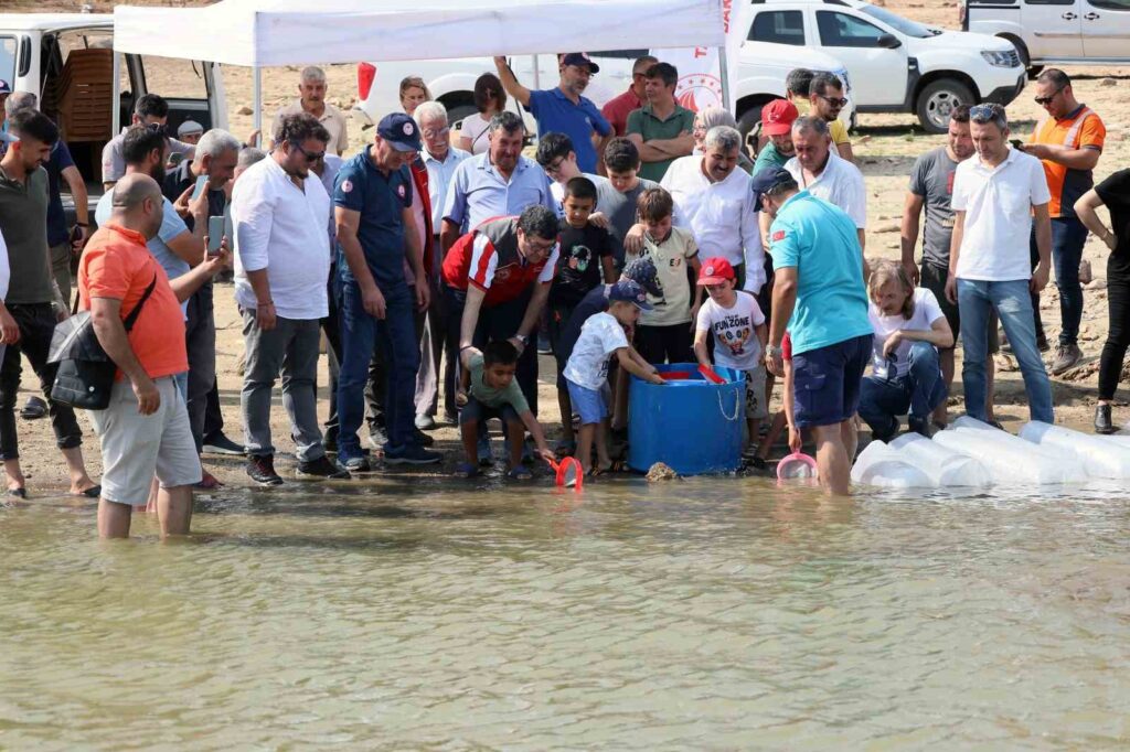 Baraj ve göletlere 370 bin sazan yavrusu bırakıldı