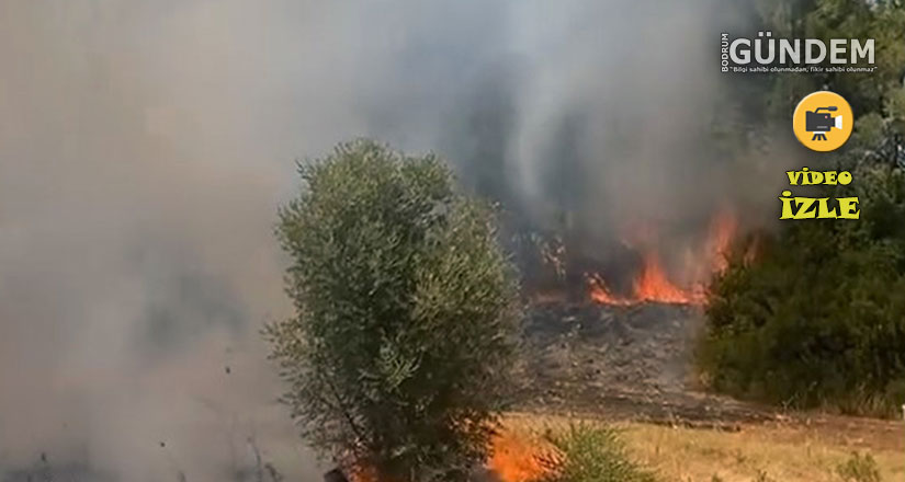 Milas’ta orman yangını