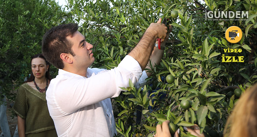 Bodrum’da Yeşil Mandalin Hasadı