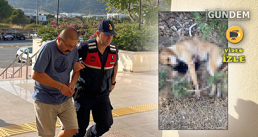 Bodrum’da köpeğin tüfekle vurulduğu iddiası