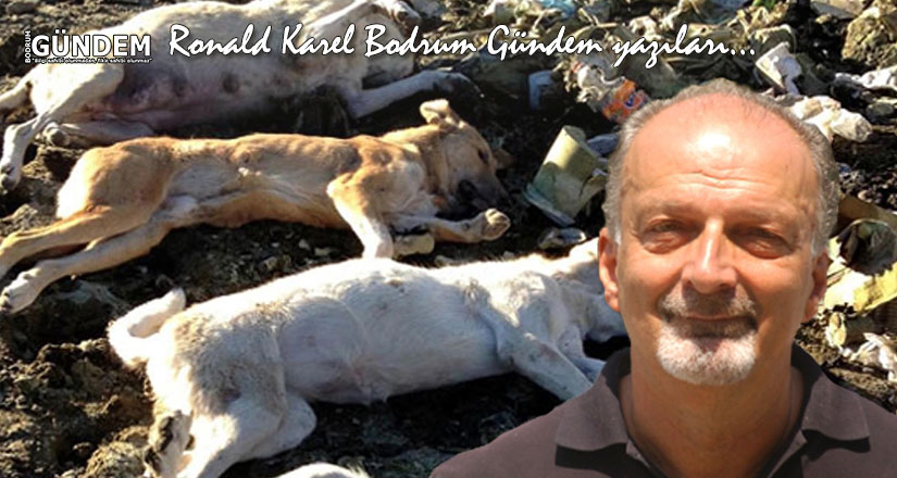 Köpek Katliamı