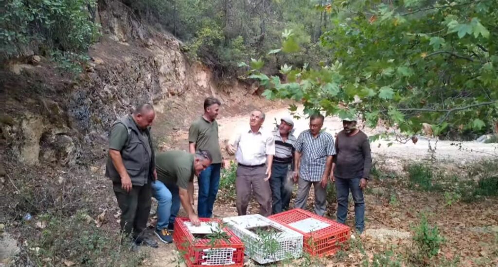 Keklikler doğaya salındı