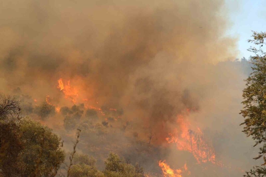 Milas Bodrum Havaalanı yolunda yangın