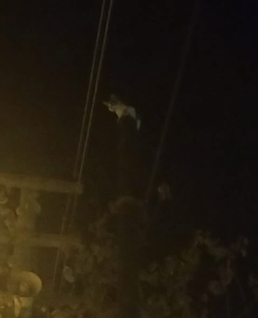 Kedi, telefon direğinde mahsur kaldı