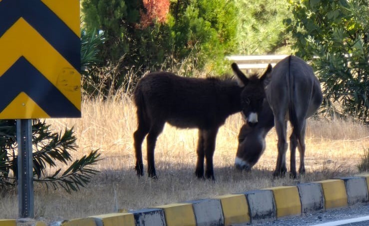 Trafikte eşek tehlikesi