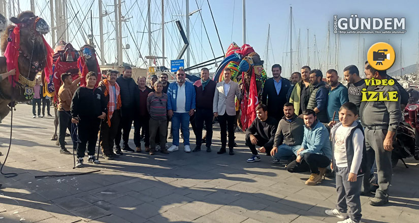 Bodrum’da Deve Güreşi Heyecanı Havut Hayrı ile Başladı