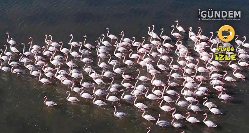 Flamingolara köpük tehdidi