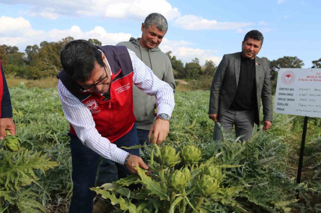Hedef 12 ay Enginar üretimi