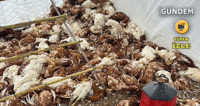 Bodrum’da sahipsiz köpekler dehşet saçtı
