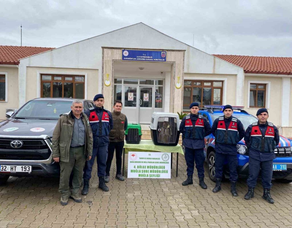 Ula’da ele geçirilen maymunlar doğa korumaya teslim edildi