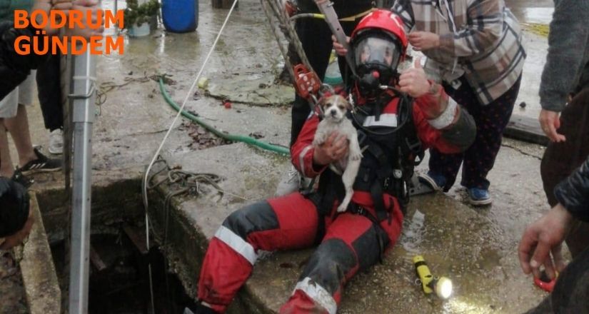 Kuyuya Düşen Yavru Köpek Kurtarıldı