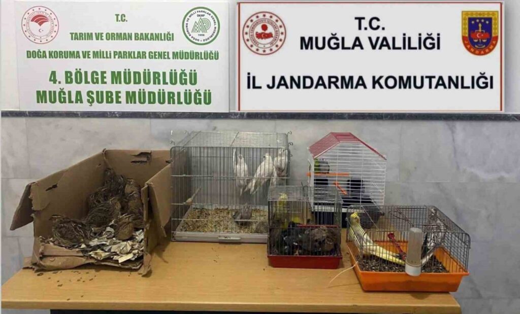 Kaçak ırk hayvan satıcılarına 77 bin 500 TL ceza