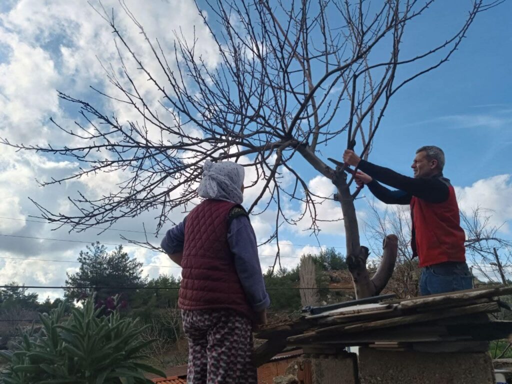 Menteşede Üreti̇ci̇lere Budama Ve Hastalıkla Mücadele Eği̇ti̇mi̇