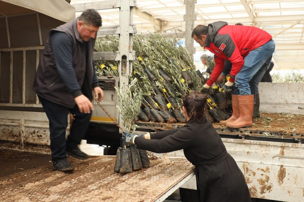 20 bin zeytin fidanı toprakla buluştu