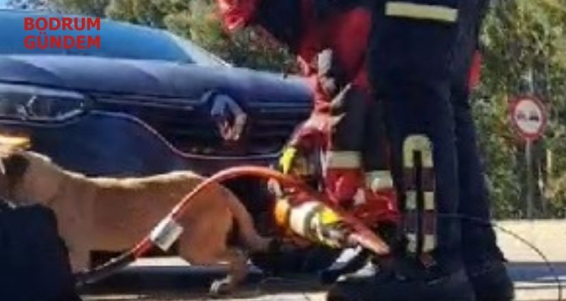 Köpeğin Mucizevi Kurtuluşu
