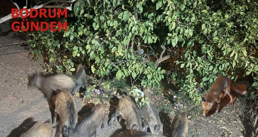 Bodrum’da Tilki ve Domuzlarla Akşam Yemeği Keyfi