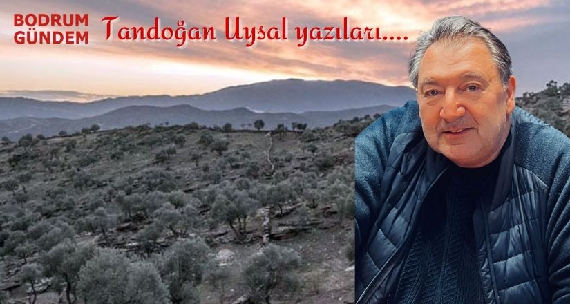 Zeytinlik Rantının Arkasından Çevre Bakanlığı Ve Muğla Tarım Müdürlüğü Çıktı