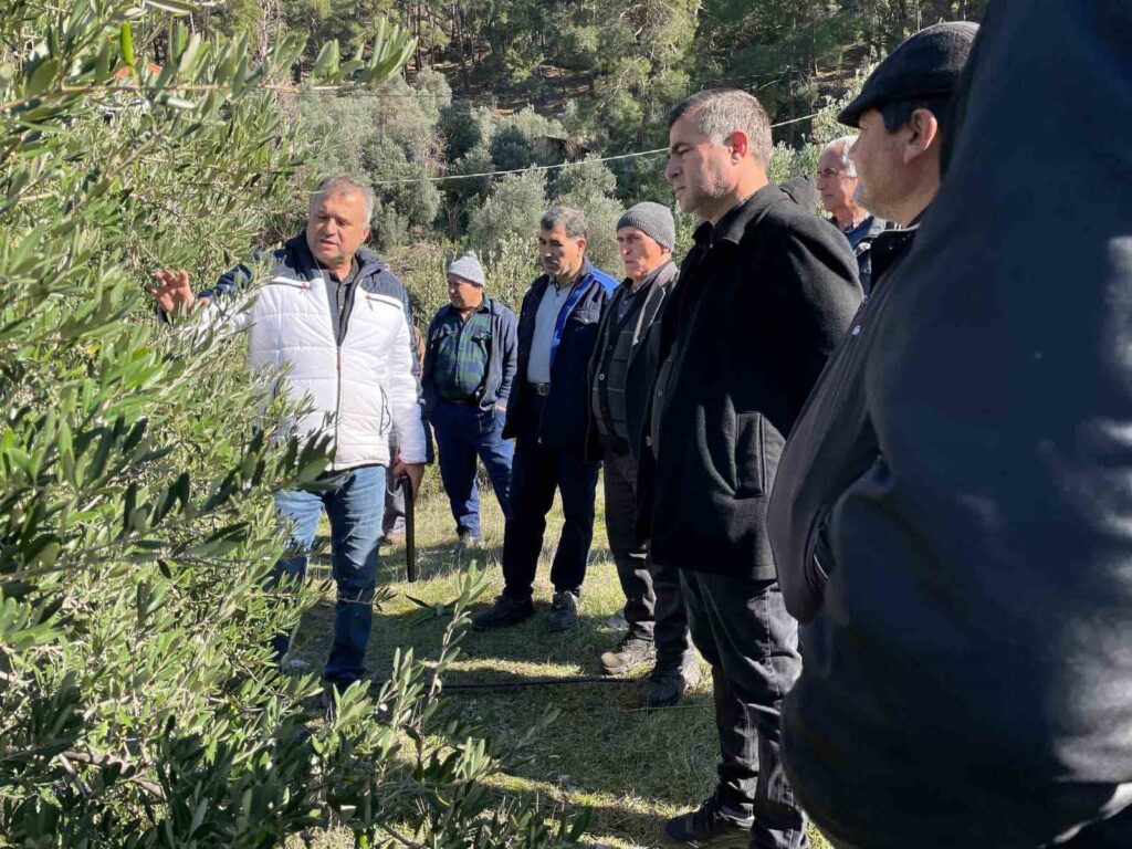 Köyceği̇zde Zeyti̇nde Uygulamalı Budama Eği̇ti̇mi̇ Veri̇ldi̇
